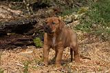 TOSA INU 436